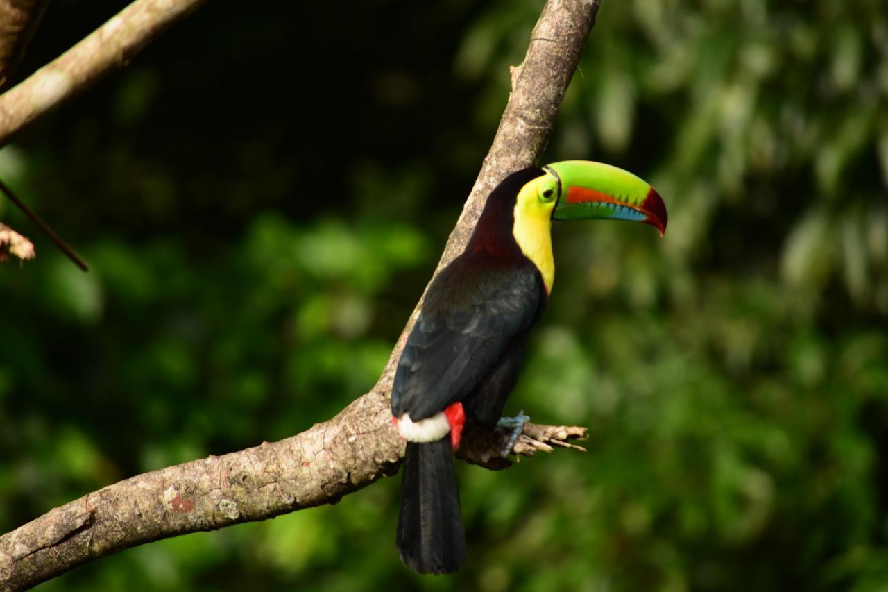 Cabanas Del Rio La Fortuna 外观 照片